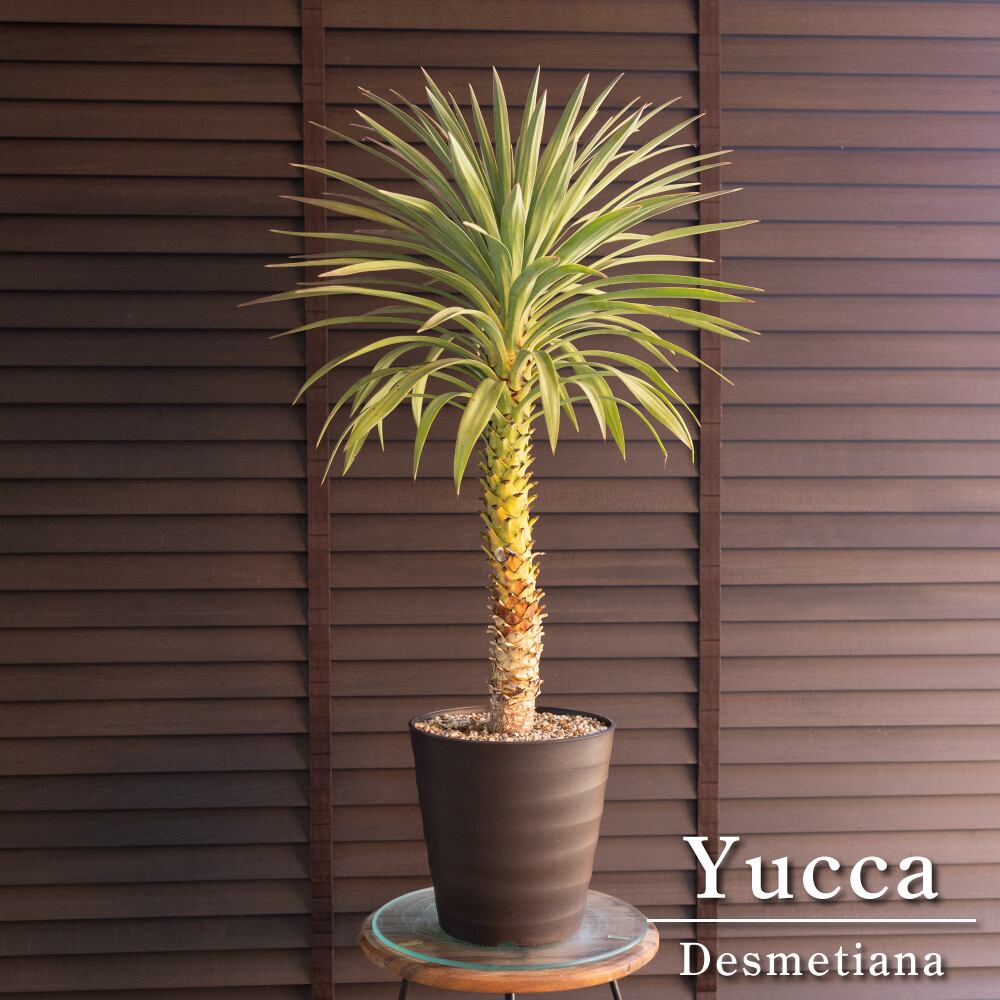 ユッカ デスメティアーナ 7号 Yucca Desmetiana ヤシ 幹立ち 1117BR
