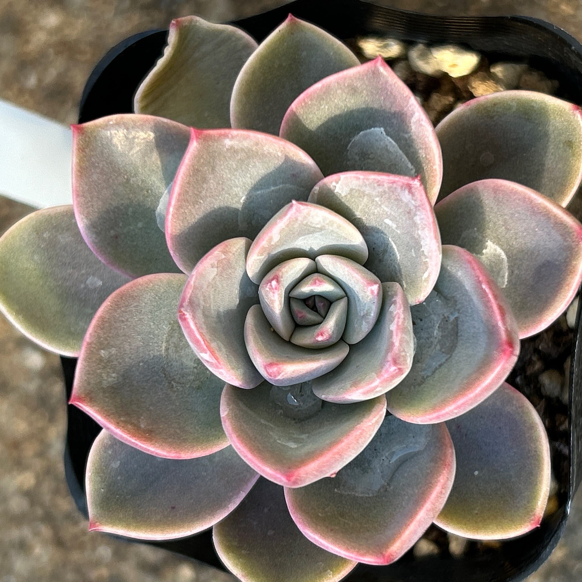 ティンカーベル | RuPo 多肉植物専門店