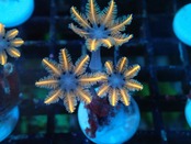 ClovePolyp SpecialOrange 4