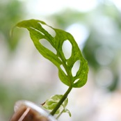 Monstera adansonii Mottled / モンステラ アダンソニー ミント⑩ / 観葉植物<育て方・花言葉>