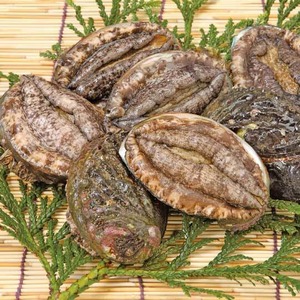活アワビ中【1個（80～100g）】