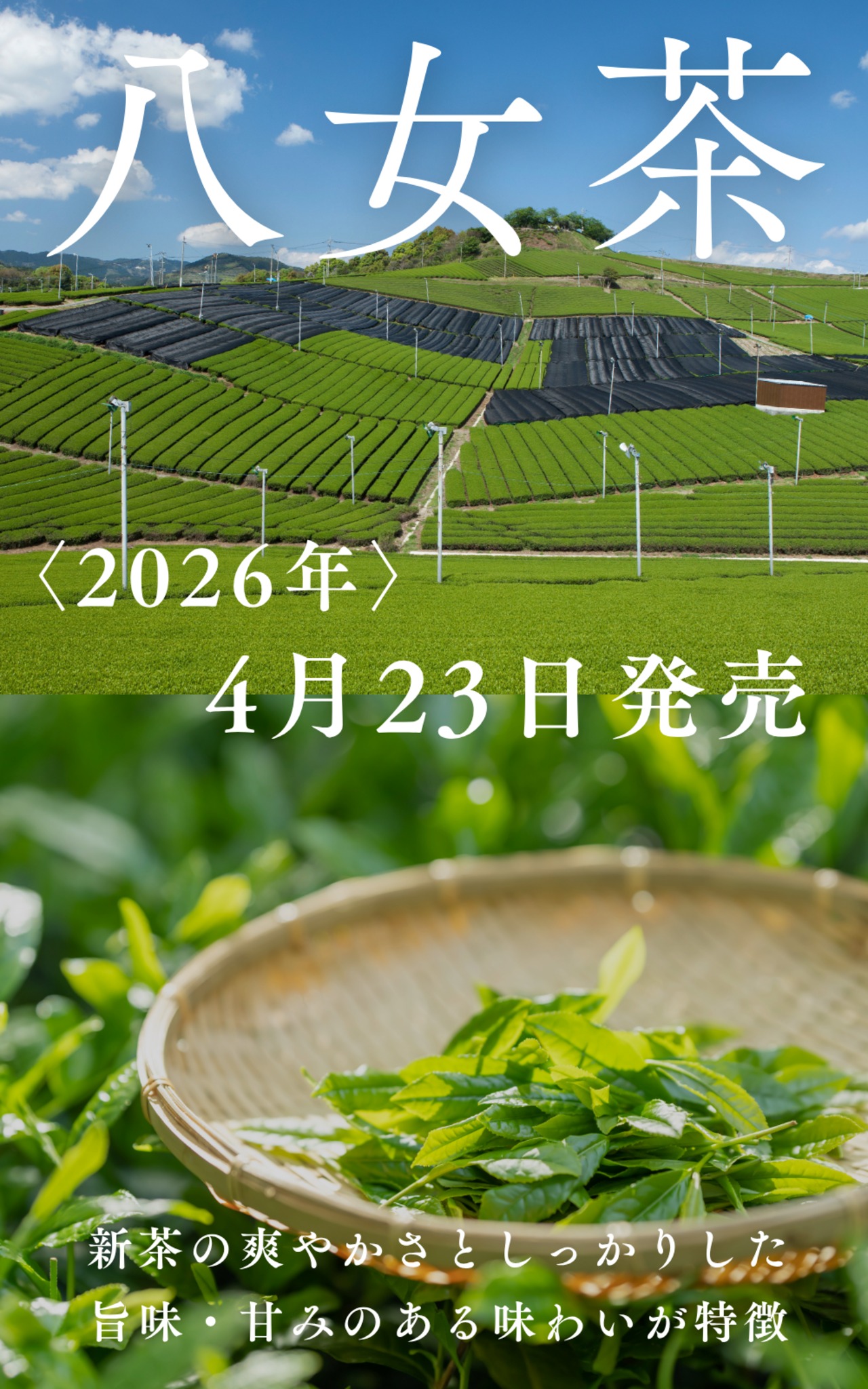 〈4月23日発売〉 2026年　新茶　八女茶　80g