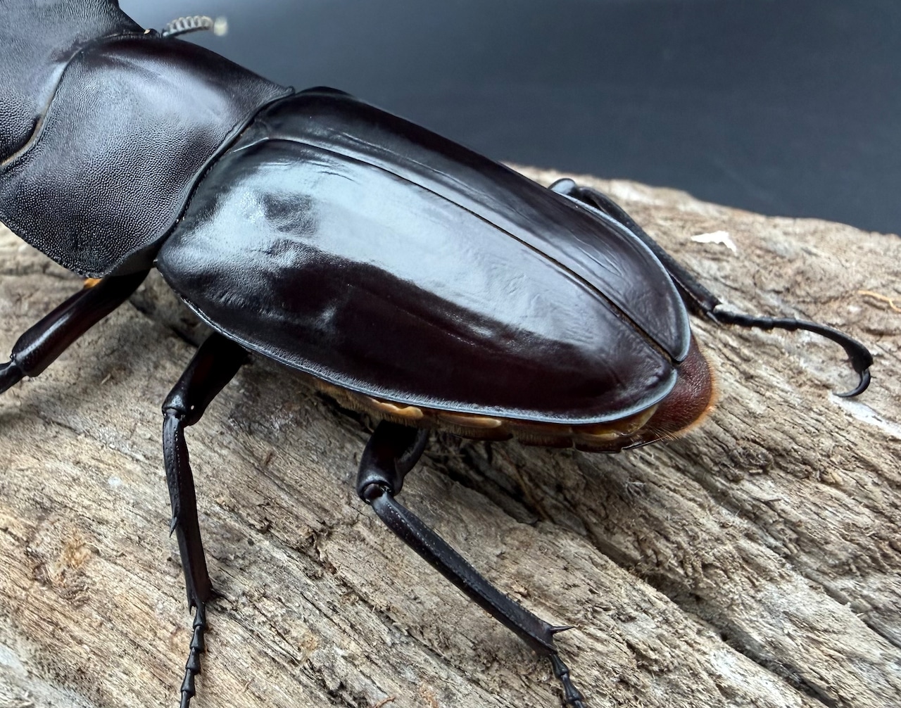 《フォルスターフタマタ亜種キヨタミ 74mm A'品ペア》