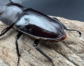 《フォルスターフタマタ亜種キヨタミ 74mm A'品ペア》