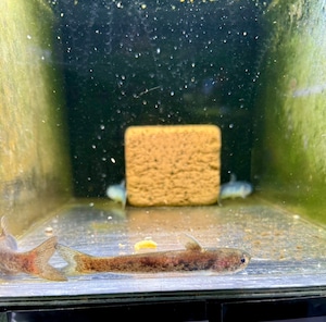 メタリックゴールドカンディル