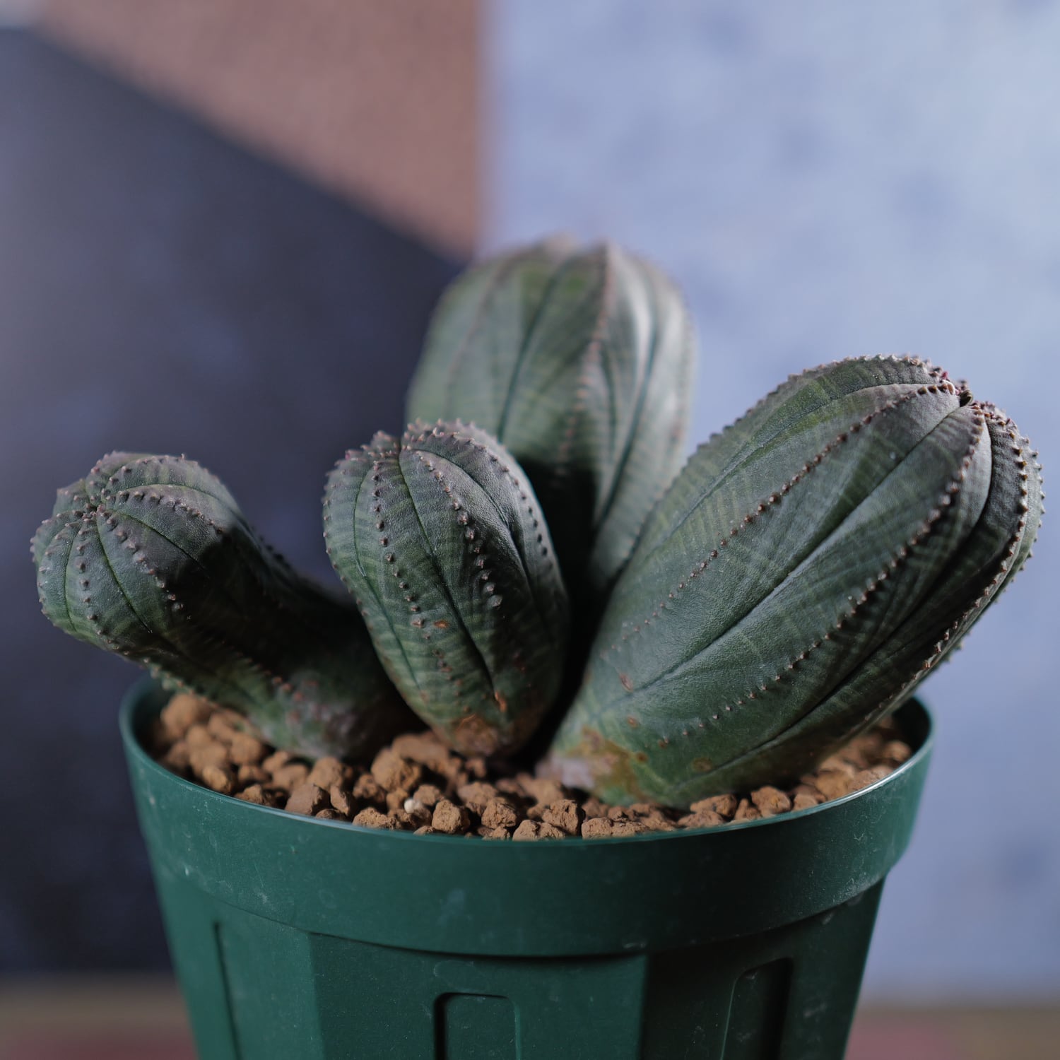 最大幅 約13cm 6頭 マルチヘッド オベサ / ユーフォルビア