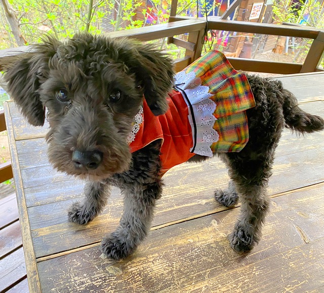 わんこ服小型犬用 S "オレンジ色の紬とおしゃれな襟＆スカート”A-5