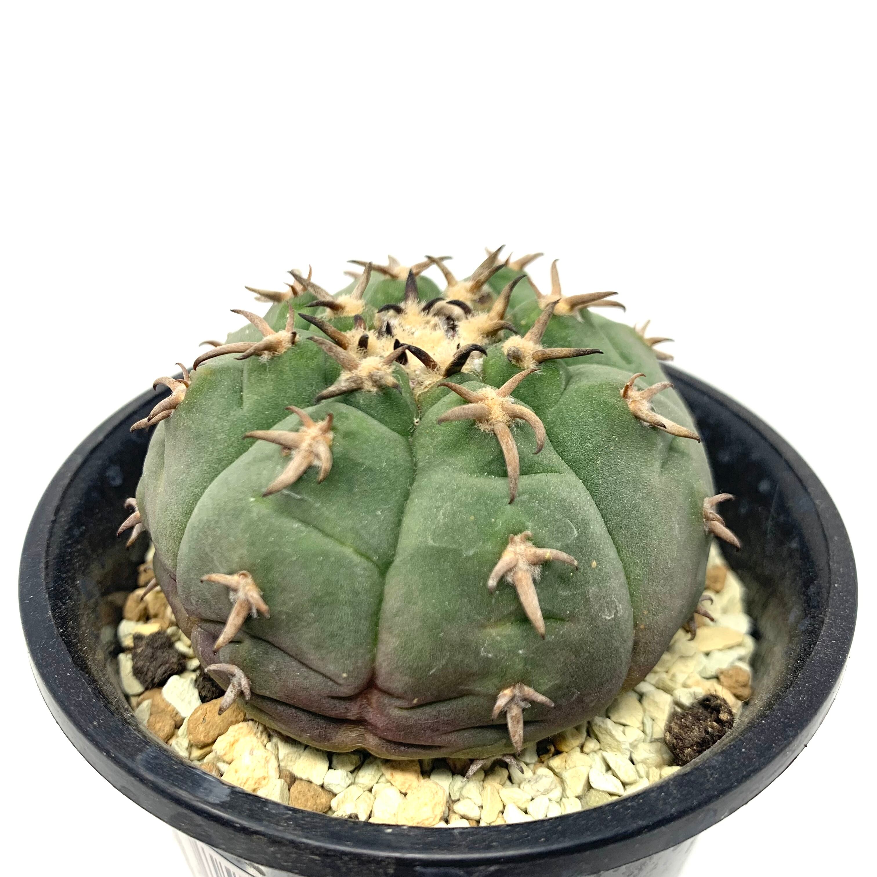 サボテン・多肉植物）天平丸 海外実生