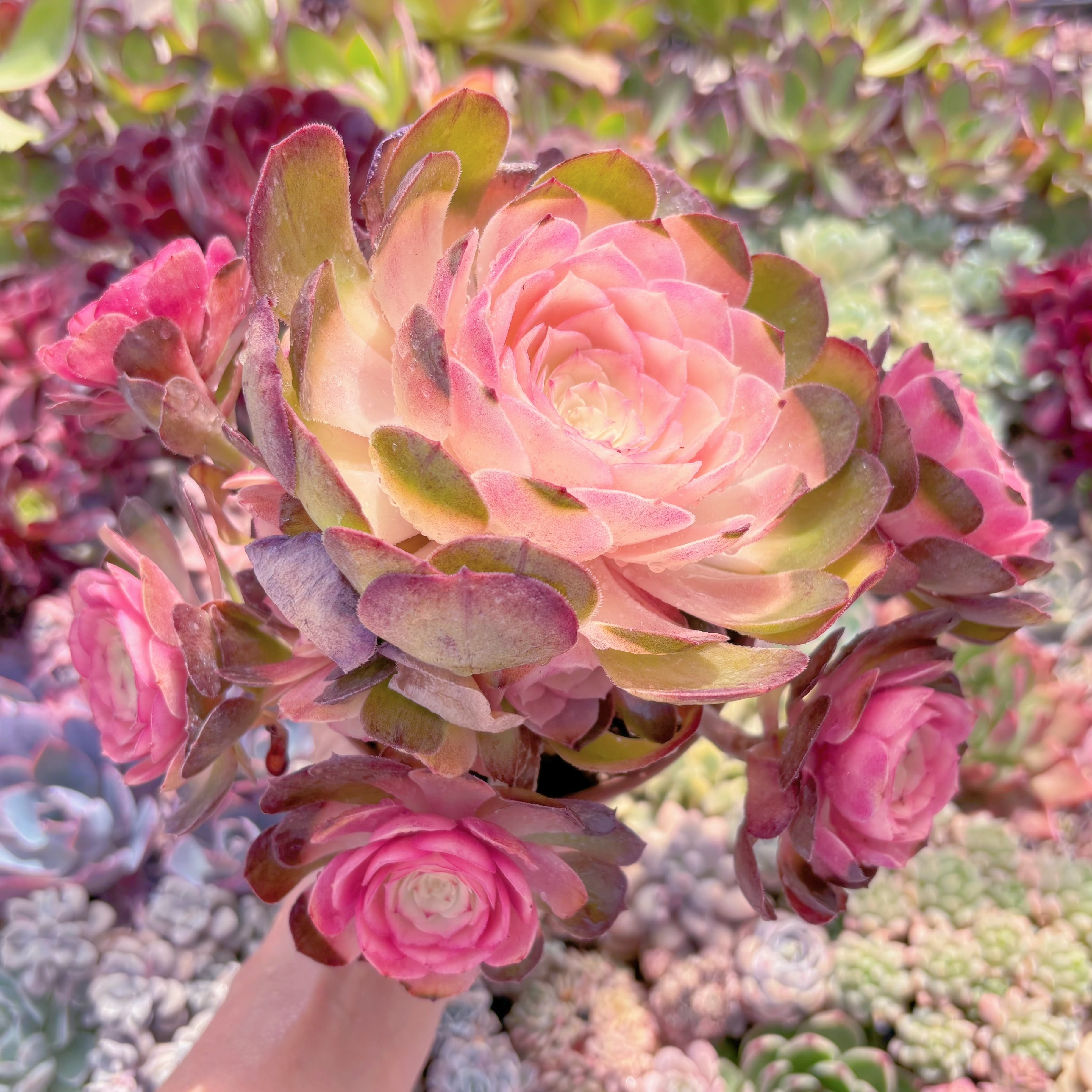 現品　ハロウィン白錦#862  特大群生　新入荷　るる農園