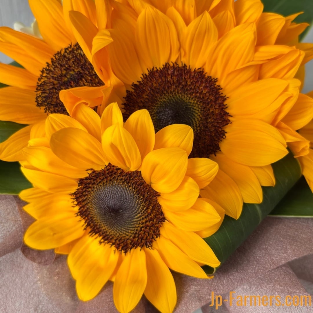 【ひまわりママ】※他の方は購入をお控え下さい。 ひまわりママさん専用】他の方は購入をお控え下さい。 ひまわりママ