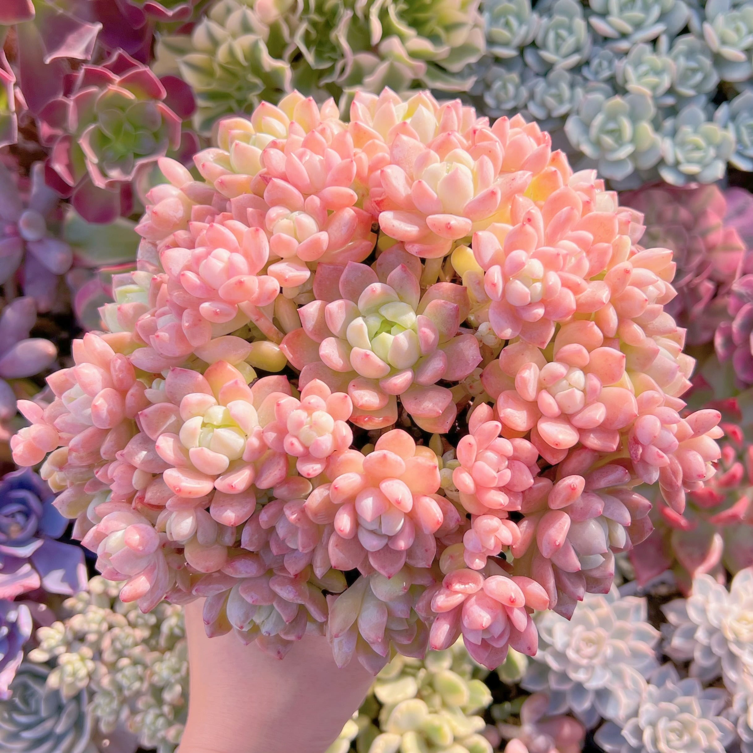 現品　プロリフェラxラウル#838   特特大群生　るる農園