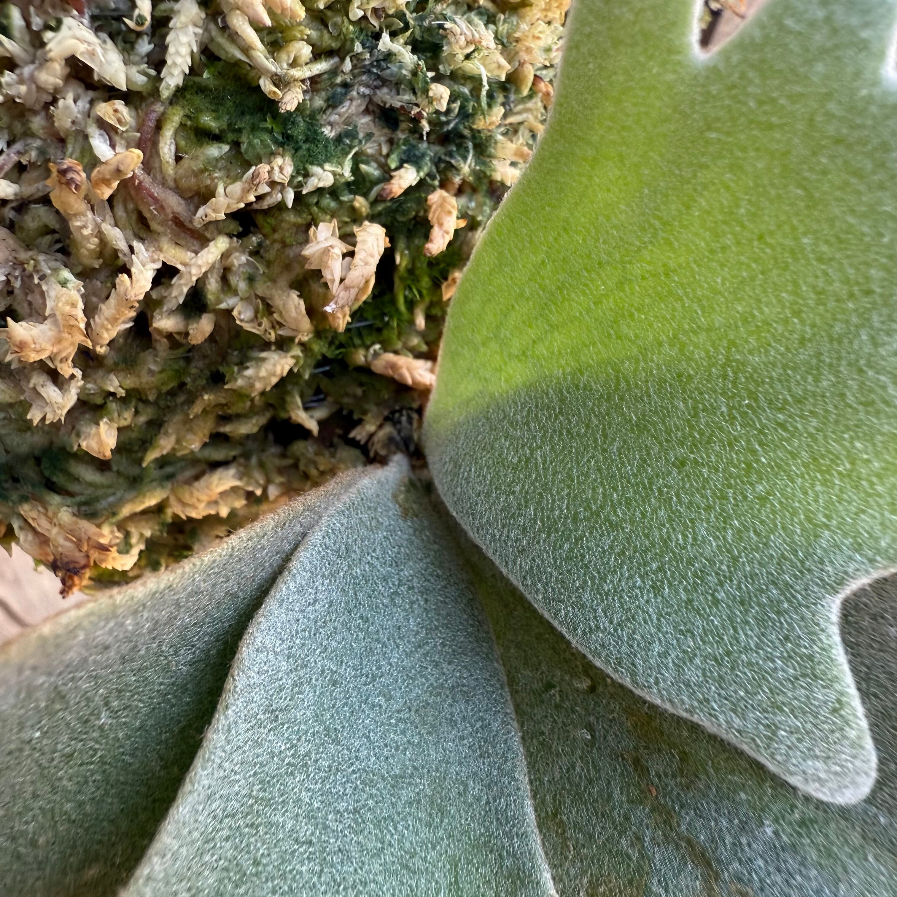 P. willinckii Jewel sporeling | naturefix