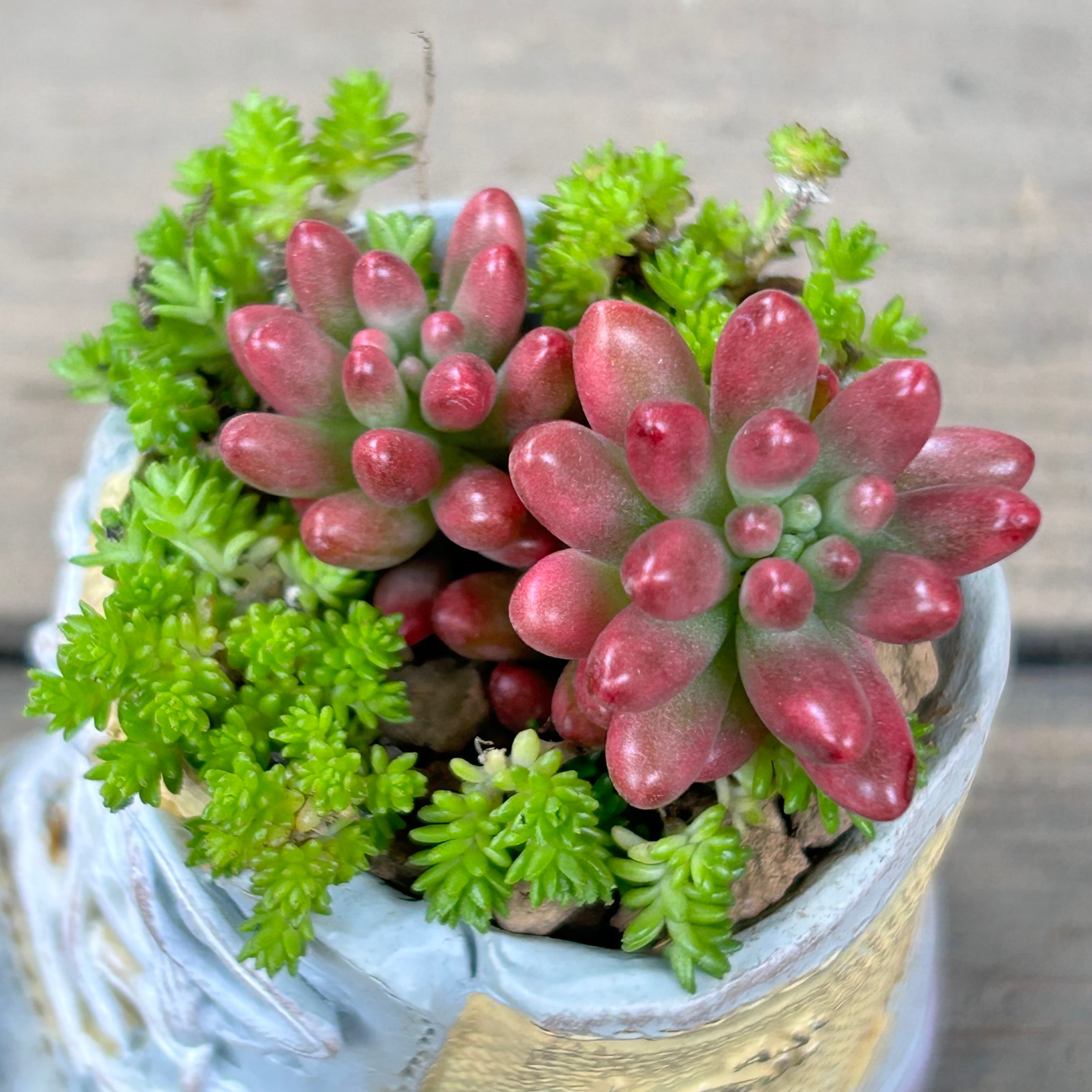 T)ミニ靴鉢(オーロラ入り・セダム・センペル入り | RuPo 多肉植物専門店