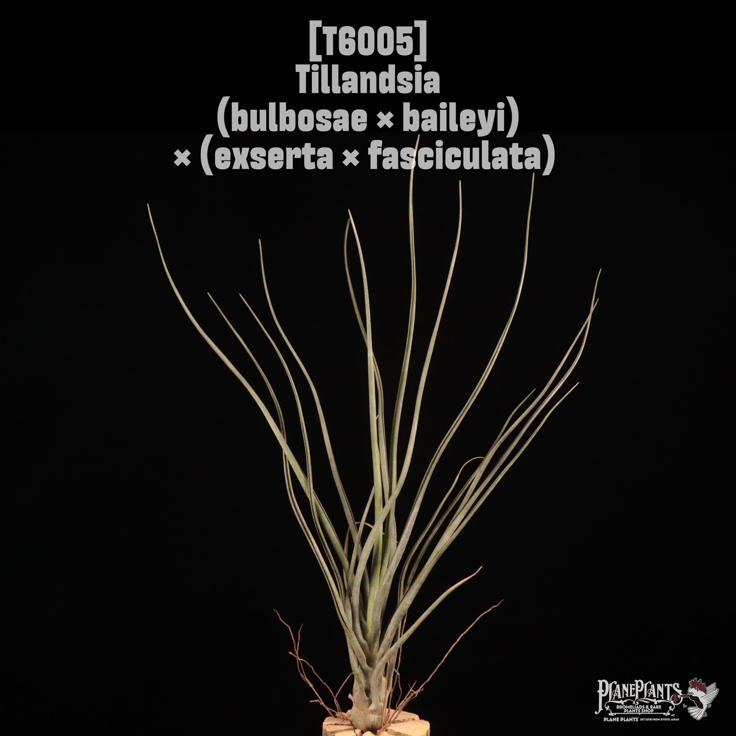 Tillandsia (bulbosae × baileyi) × (exserta × fasciculata) 〔ティランジア〕T6005