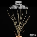 Tillandsia (bulbosae × baileyi) × (exserta × fasciculata) 〔ティランジア〕T6005