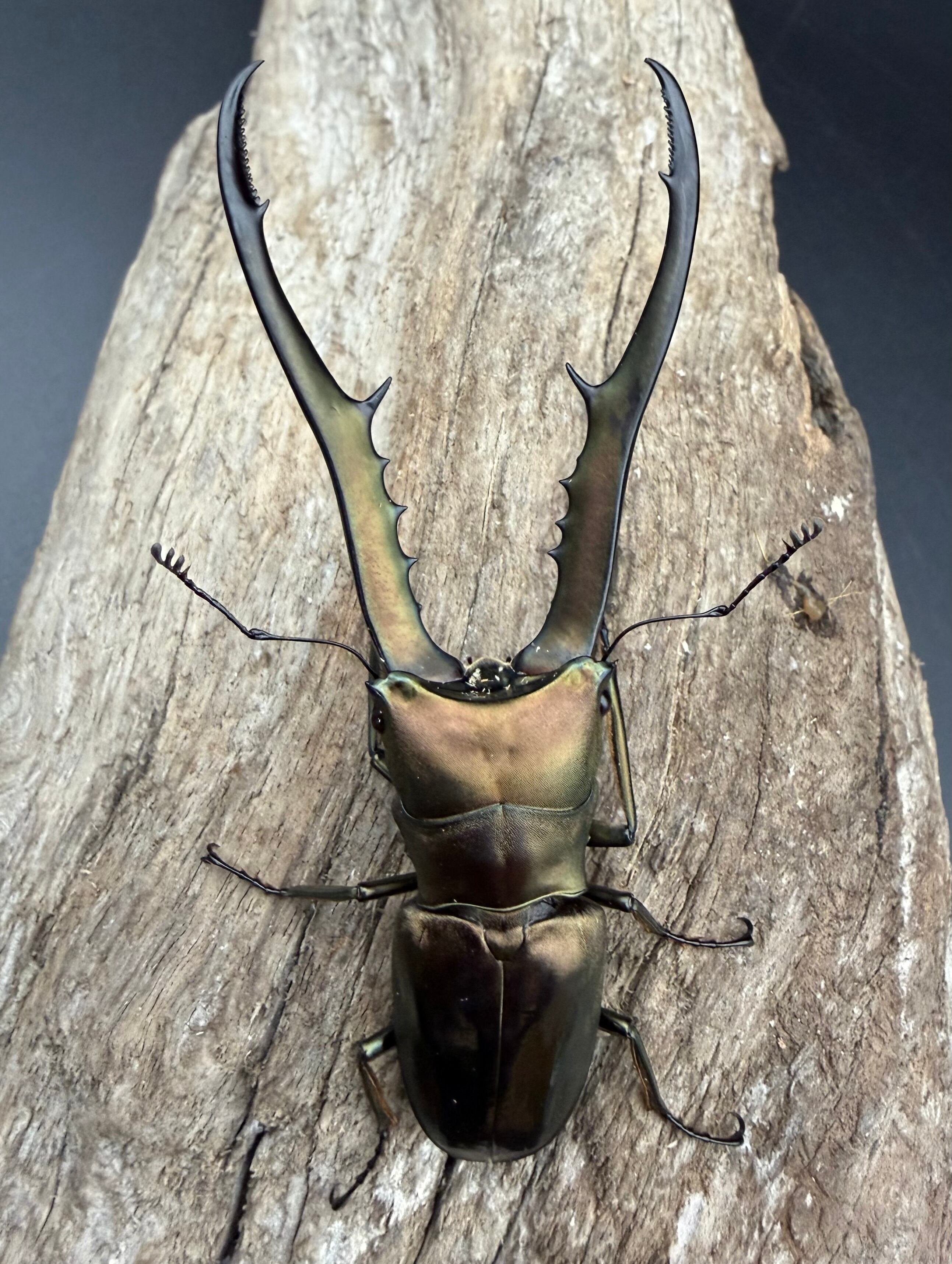 WD】《メタリフェルホソアカ亜種フィナエ 82mm ペア》 | KPW公式