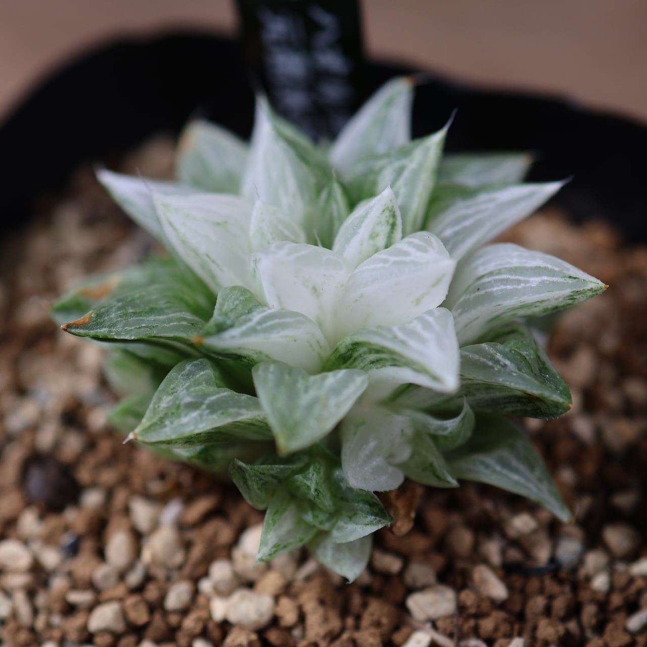 792『ハオルチア 旧氷砂糖錦』 観葉植物【送料無料】 | MARX PLANTS