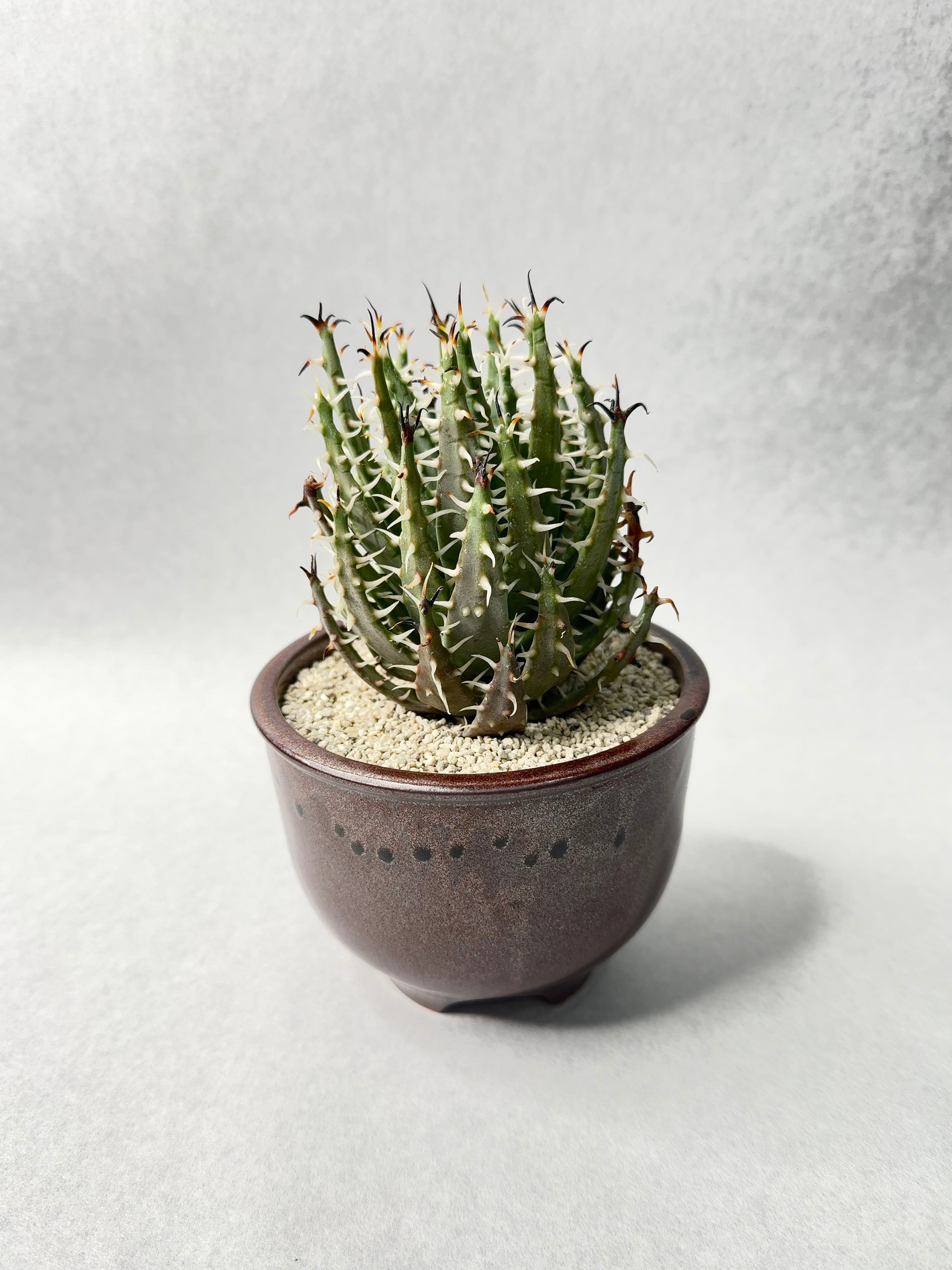 アロエ・エリナケア | trigger