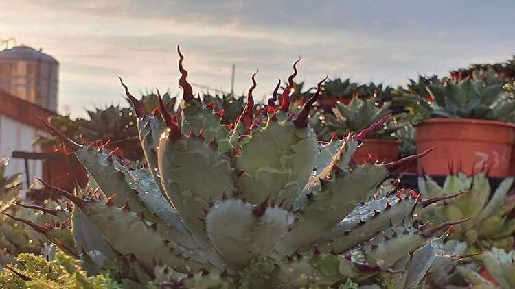 アガベ 八荒雷神親株 陽炎タイプ | Heartplants