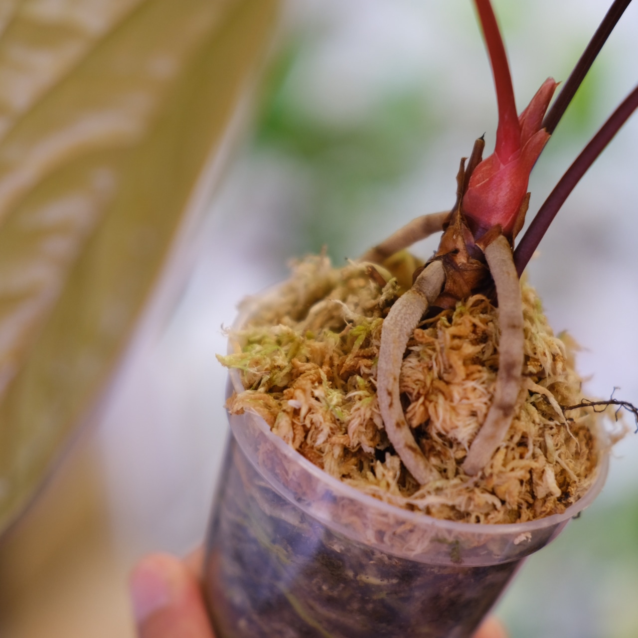 アンスリウム シリ / Anthurium Siri(A.radicans×A.dressieri)②