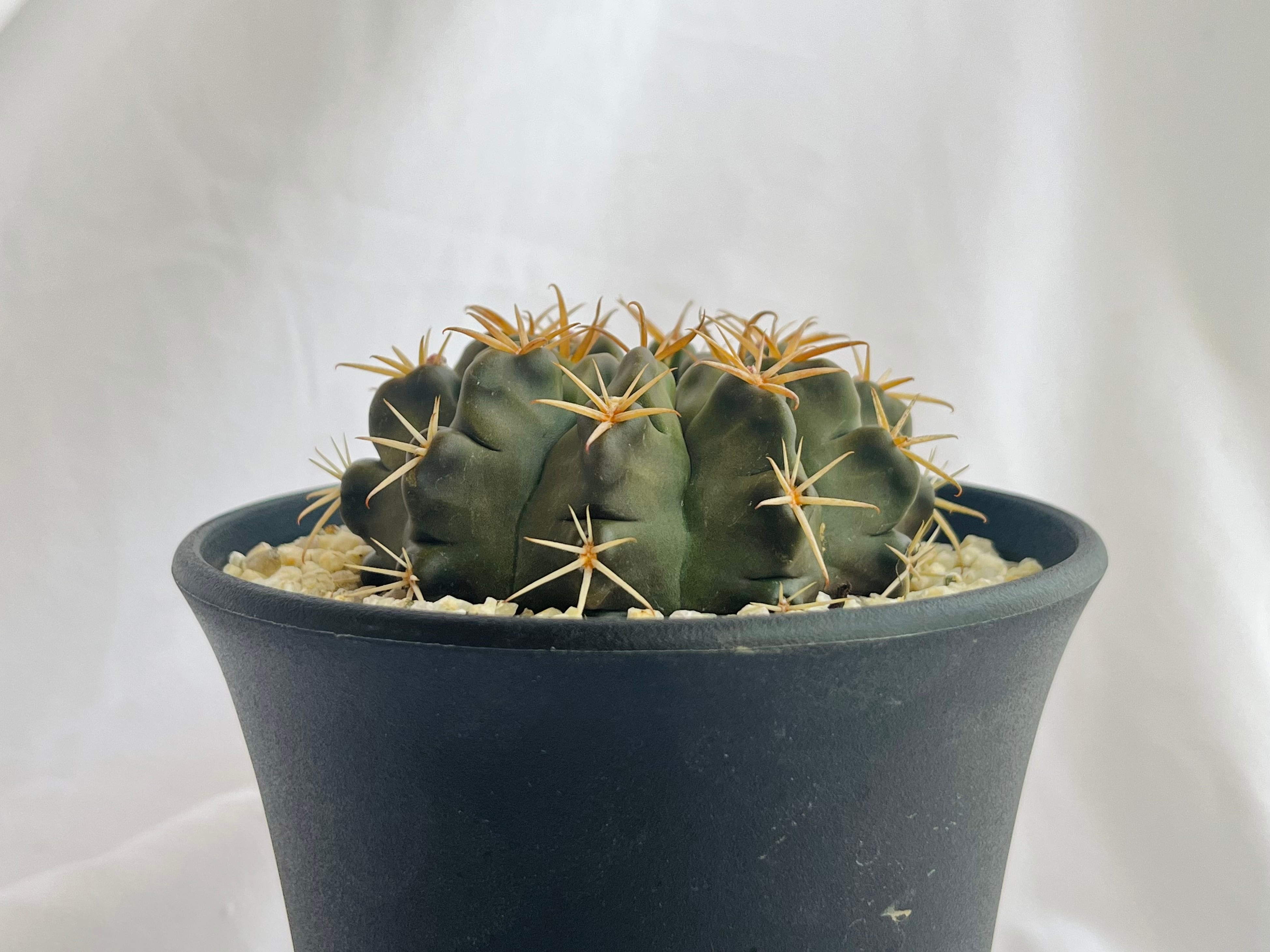 コピアポア 竜爪玉 コピアポア ブリトゲシー 舞竜丸 × 根本峻吾 作 S.N POT