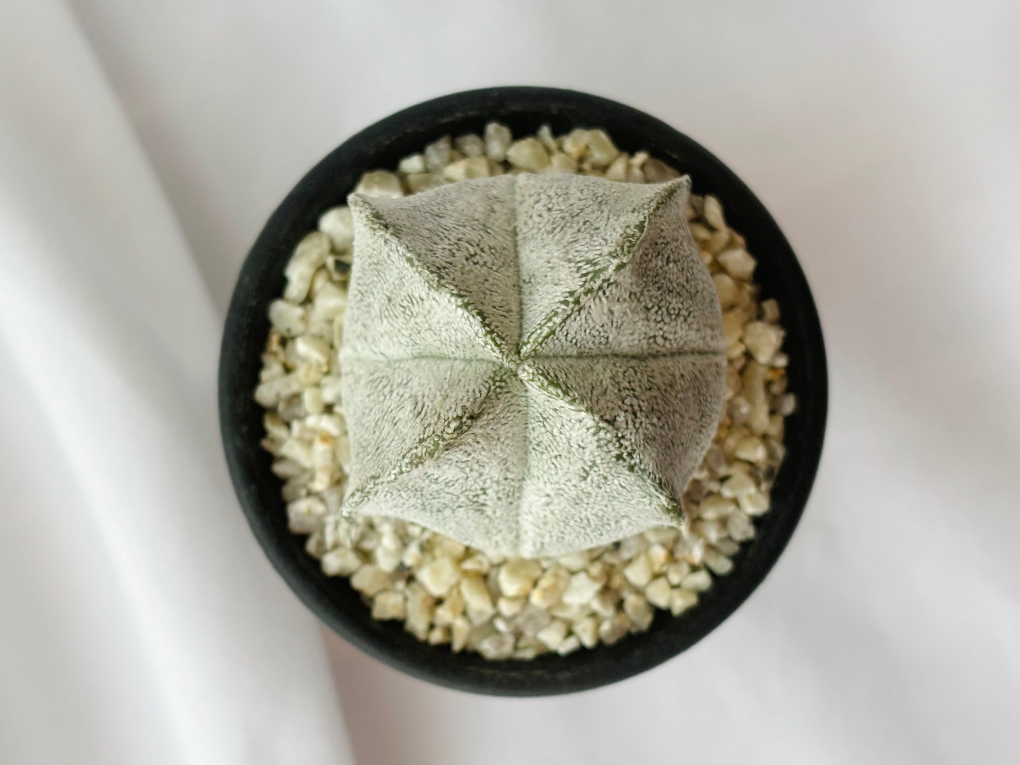 Astrophytum coahuilense アストロフィツム 四角白ラン サボテン