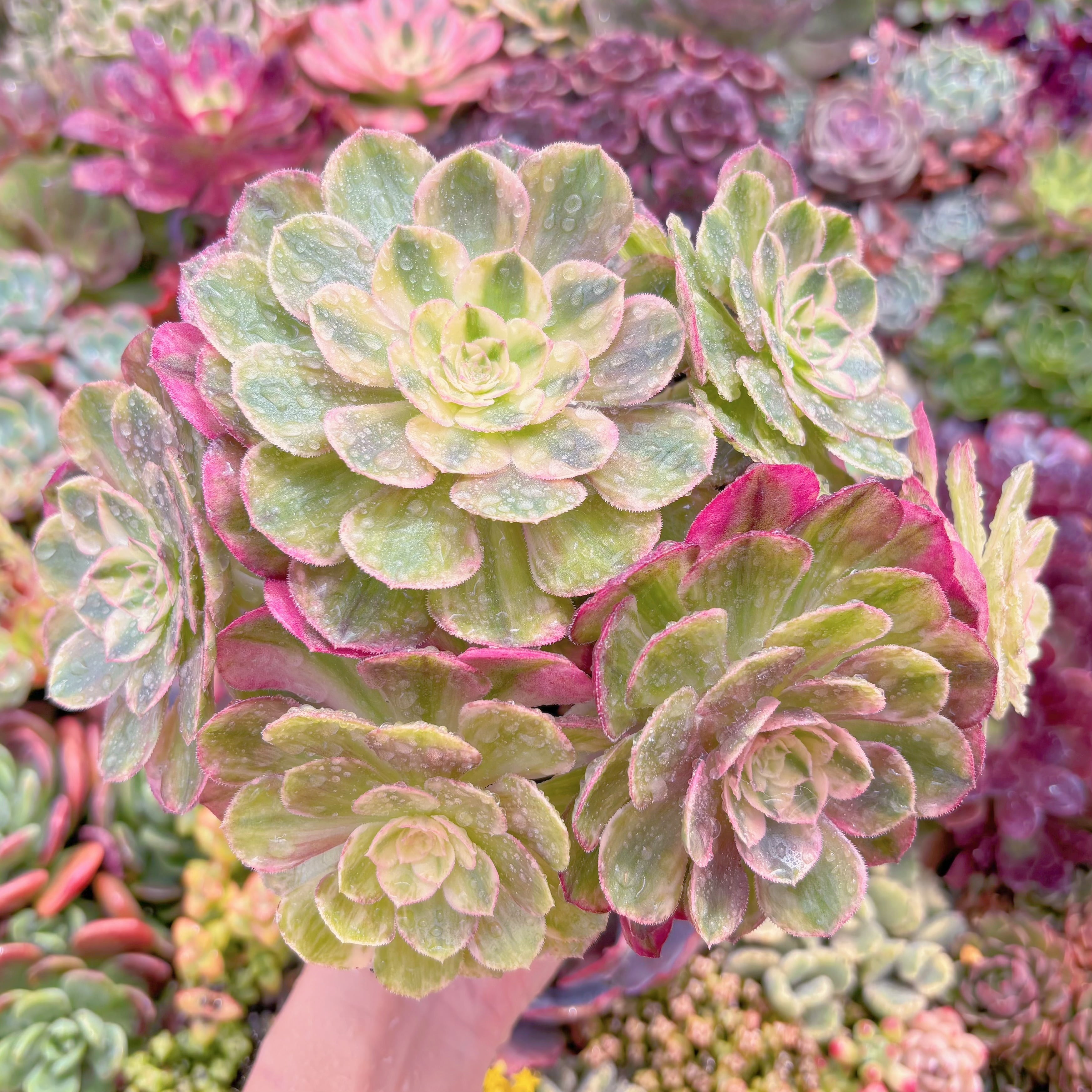 現品　Kaleidoscope#A04　大群生　るる農園