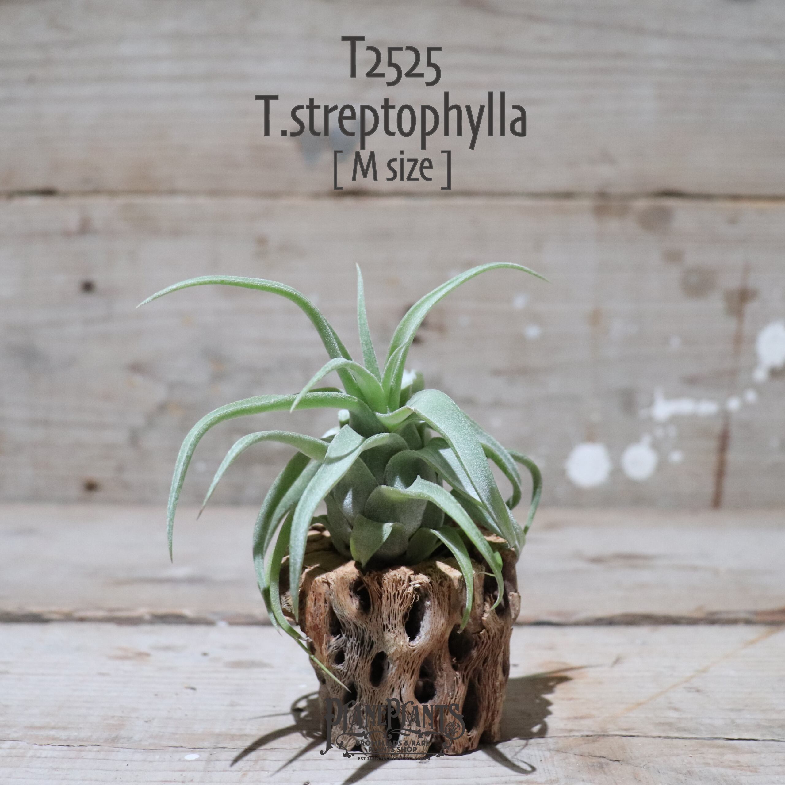 【送料無料】streptophylla M〔エアプランツ〕現品発送T2525