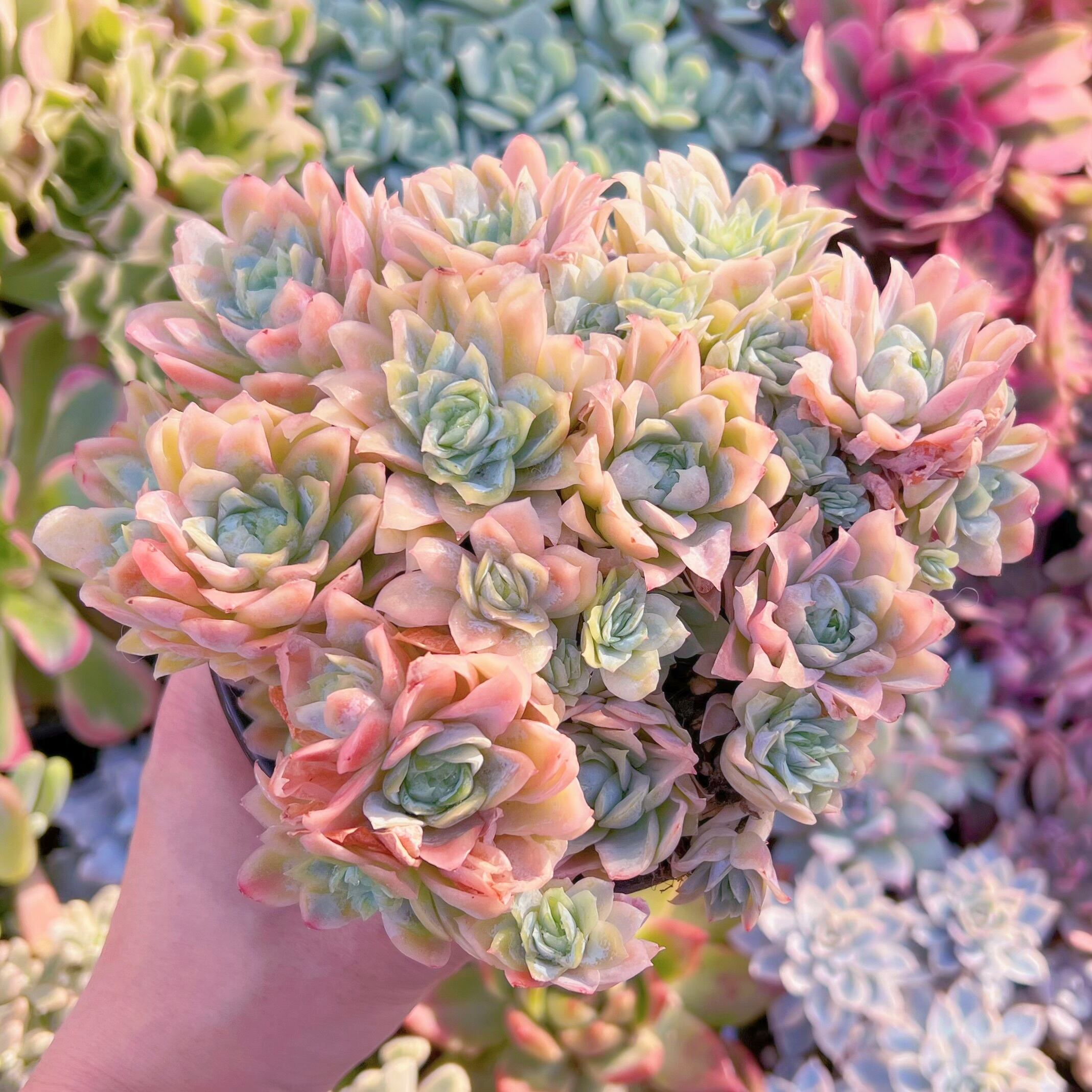 現品　クィーンローズ覆輪錦#677　特大群生　新入荷