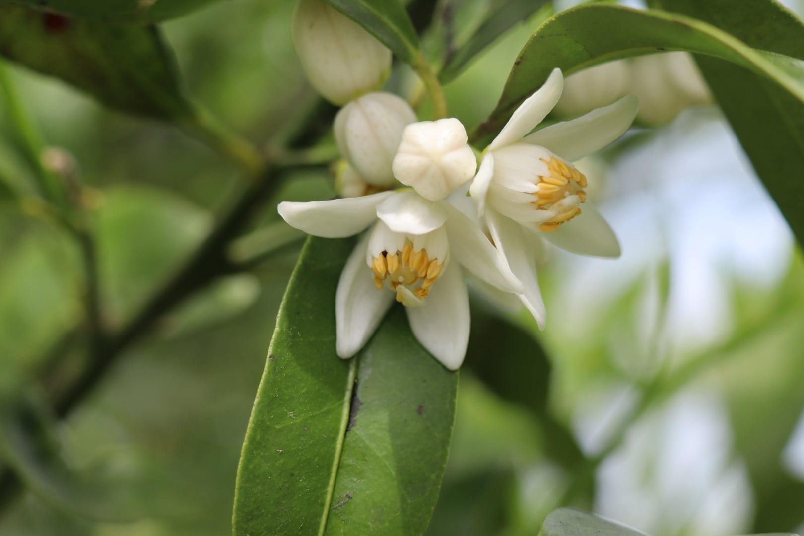 ○2025年度 継続専用『大和橘』応援プロジェクト | なら橘プロジェクト