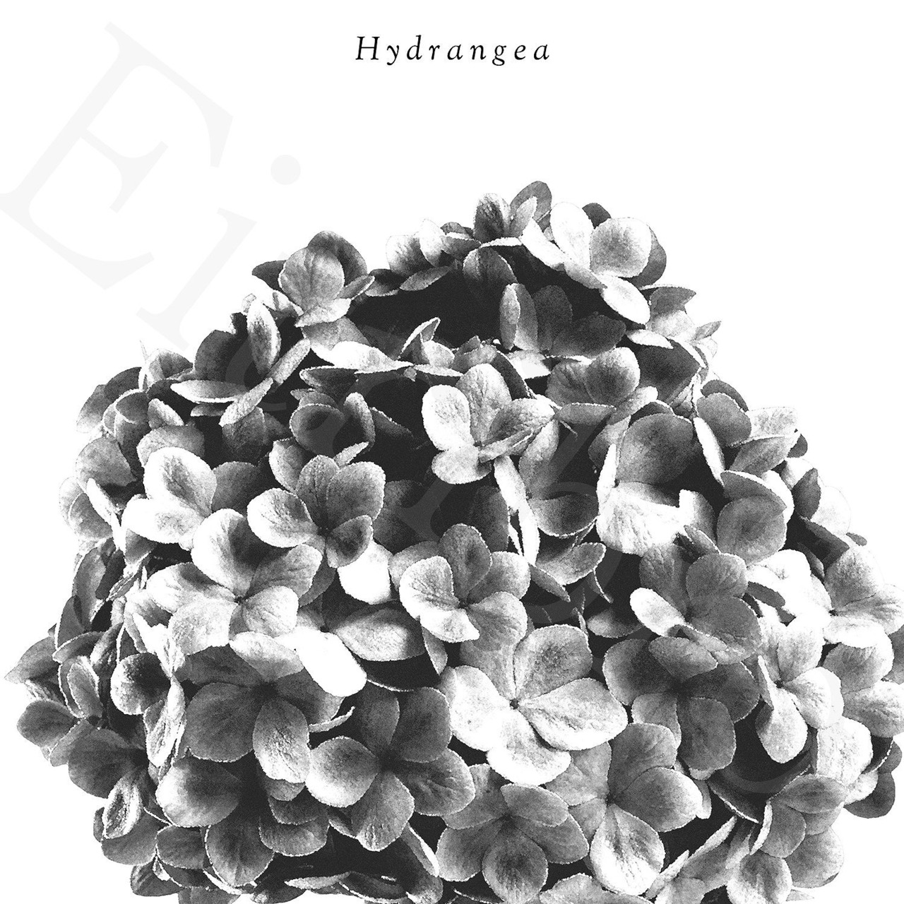 アートポスター / S.hydrangea  mono eb155