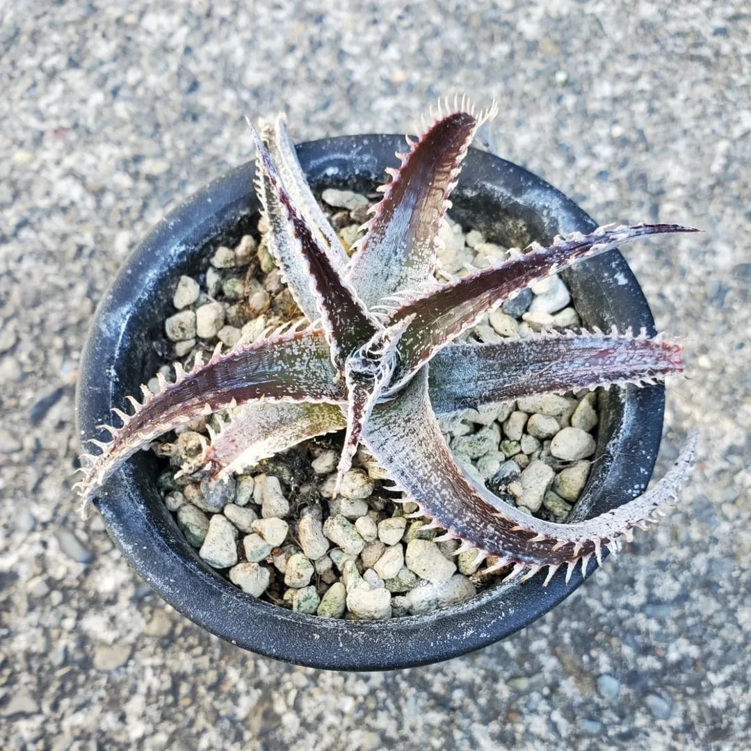 Dyckia（ディッキア） | レアプランツ通販サイトPlants Maniax