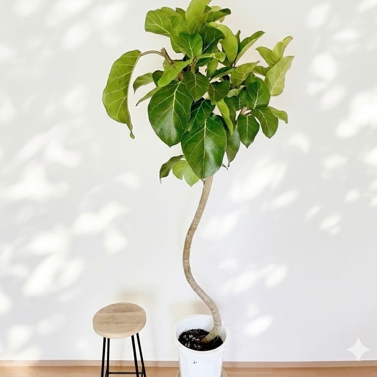 【幻の逸品・沖縄産】フィカス・アフリカンプリンス 曲がり仕立て 観葉植物 大型 幻の逸品・沖縄産】フィカス・アフリカンプリンス 曲がり仕立て