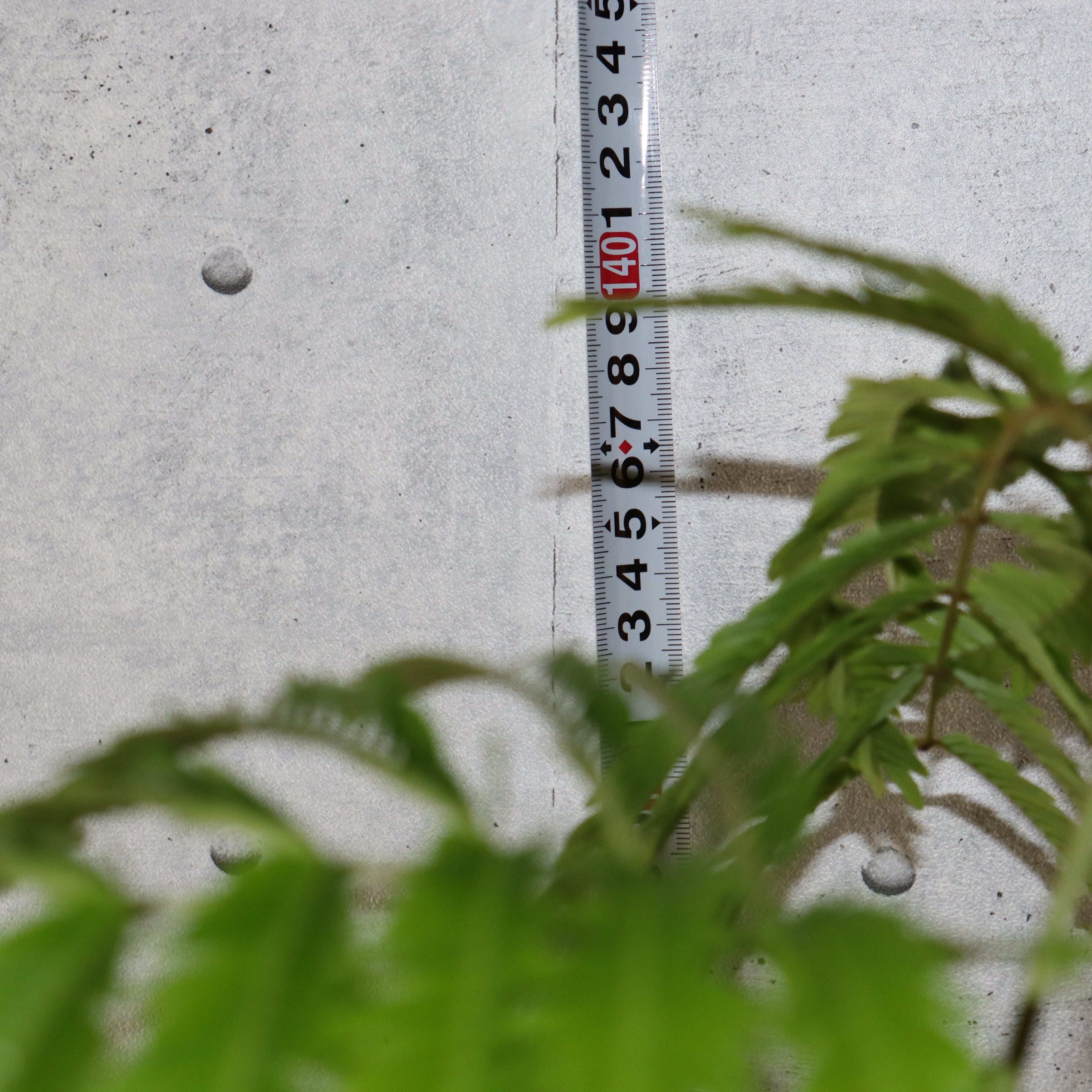 【 スタイル◎140cm】エバーフレッシュ 曲がり 7号 観葉植物 室内 大型