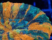 Scolymia  UniqueGlitter