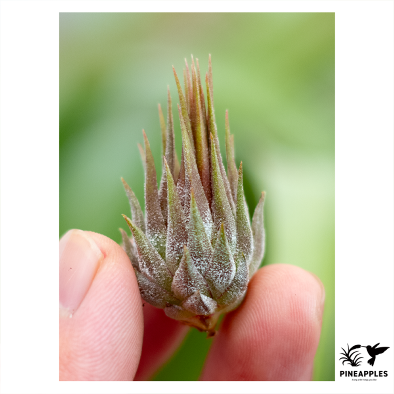 Tillandsia ionantha 'Rosita' Mexico - 1