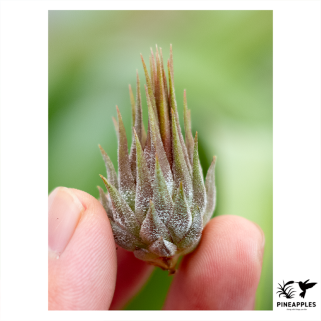 Tillandsia sp. (SP, Brazil) | PINEAPPLES