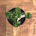 Adenium arabicum "Curly"【アデニウム・アラビカム・獅子葉】