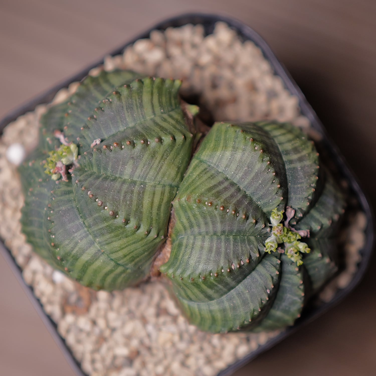 ユーフォルビア オベサ ダブルヘッド 双頭 木質化 雌株 メス株 大株 約9cm ダブルヘッド オベサ / 良形株 木質化