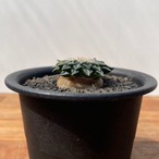 Ariocarpus kotschoubeyanus【アリオカルプス・姫牡丹・実生】