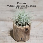 【送料無料】フックシー フックシー S〔エアプランツ〕現品発送T0954