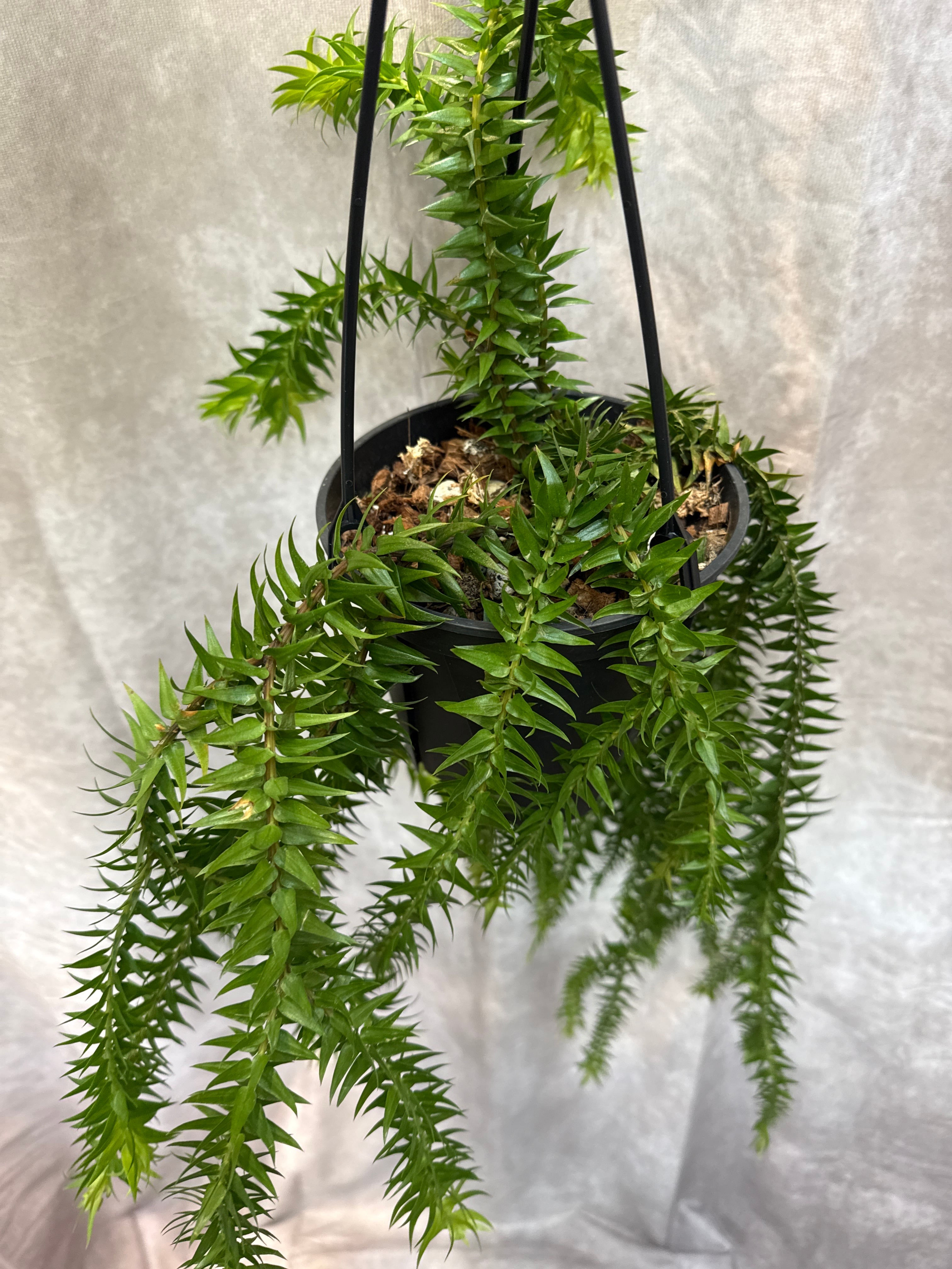 フペルジア ゴエベリーグリーン | Gardenえん 【観葉熱帯植物】