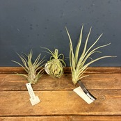 【抽選販売】【限定価格】チランジア 3種 4400円セット（限定3）