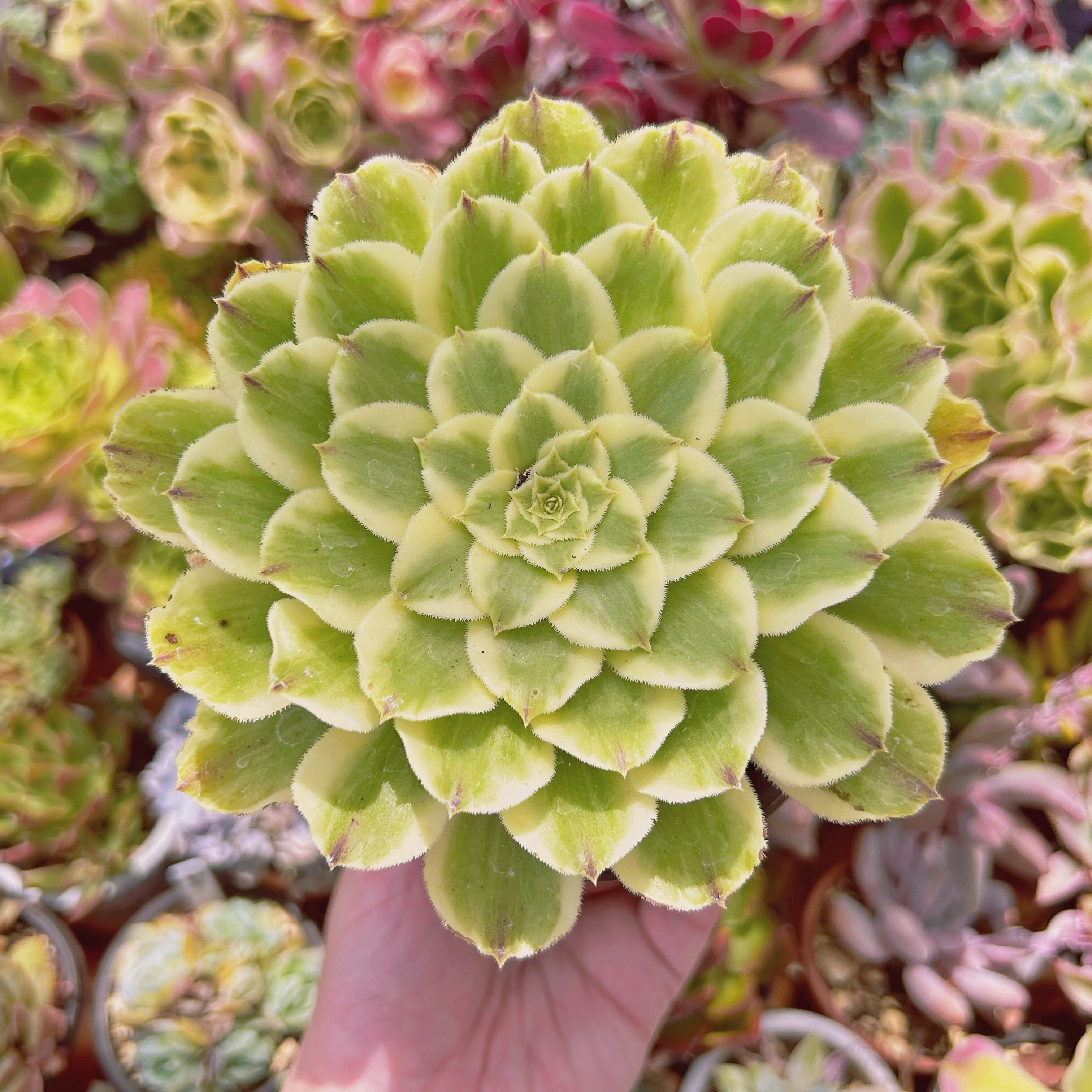 #3018現物　多肉植物　グリーンウェーブ　特大　抜き苗