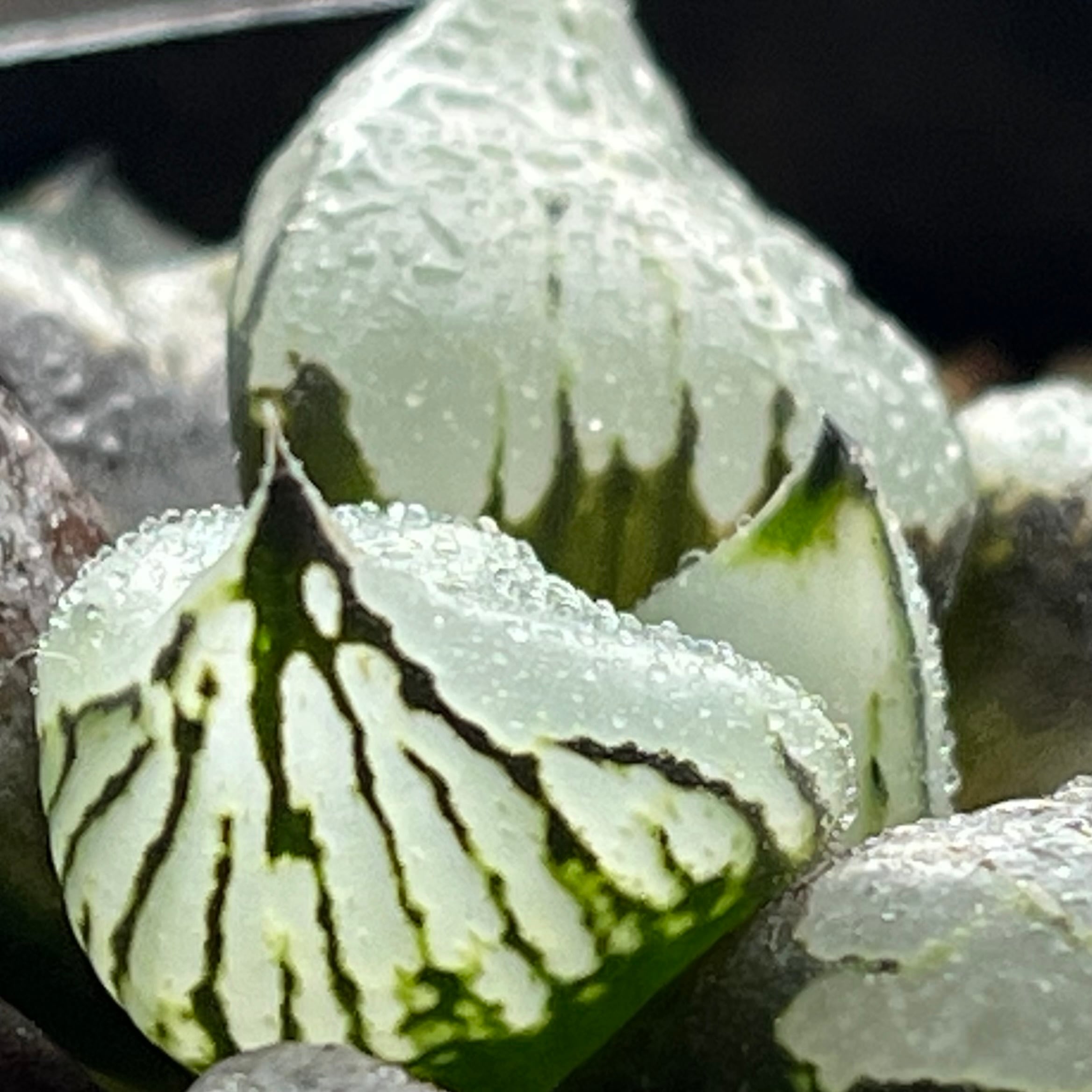 ハオルチア ブルコン般若 | mocono_plants