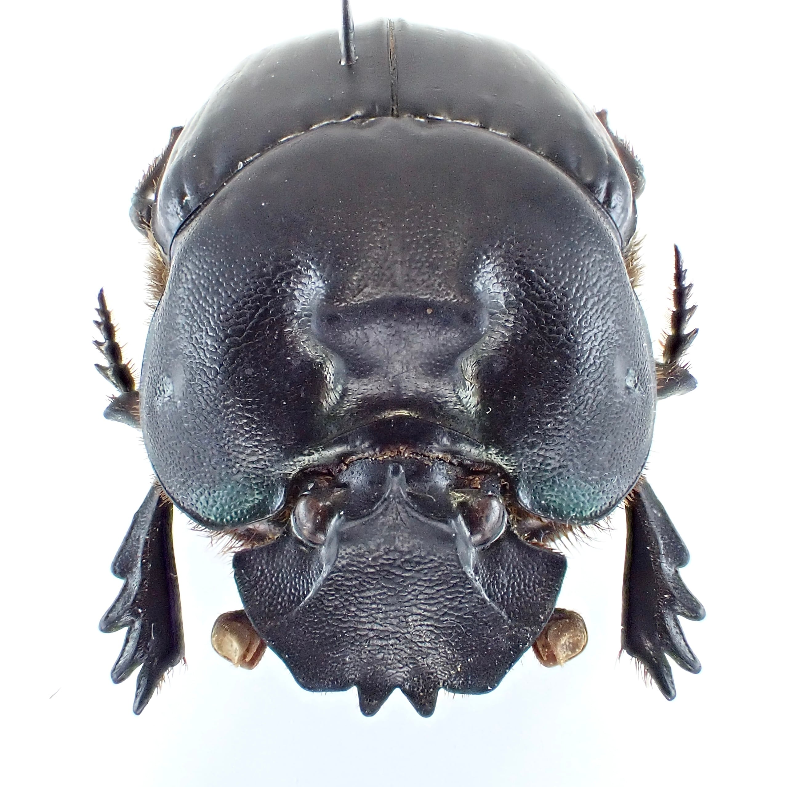 ボリビア産 Coprophanaeus telamon ♂♀ 23mm/22mm | 昆虫標本 Diggers