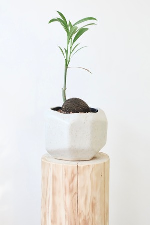 ケレベラ/Cerbera　※陶器鉢カバー付き