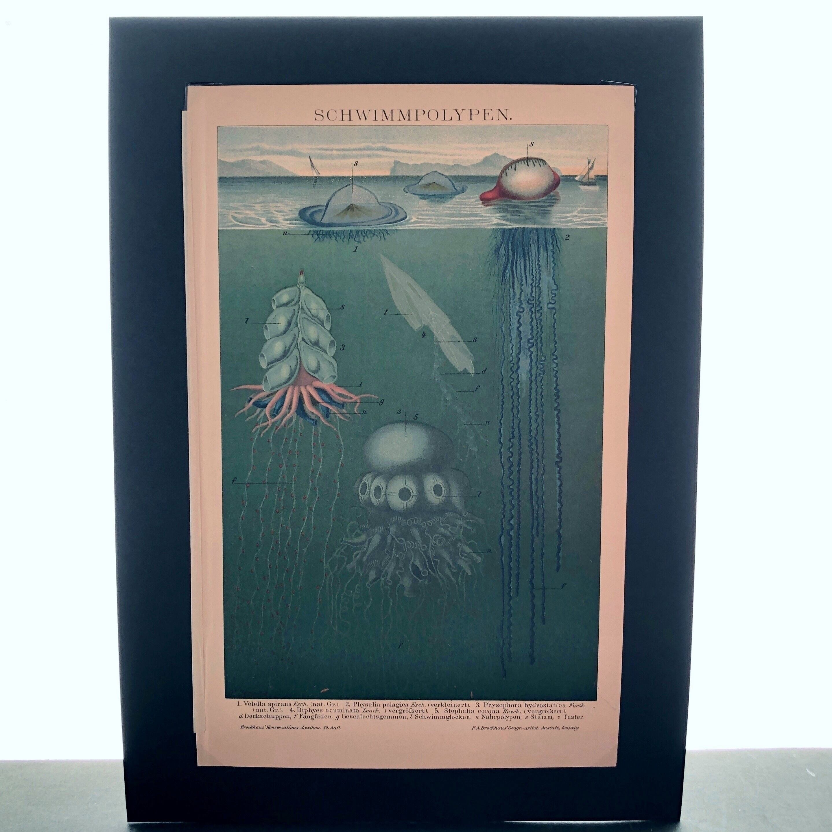 博物画「クラゲ」 | PAY ID