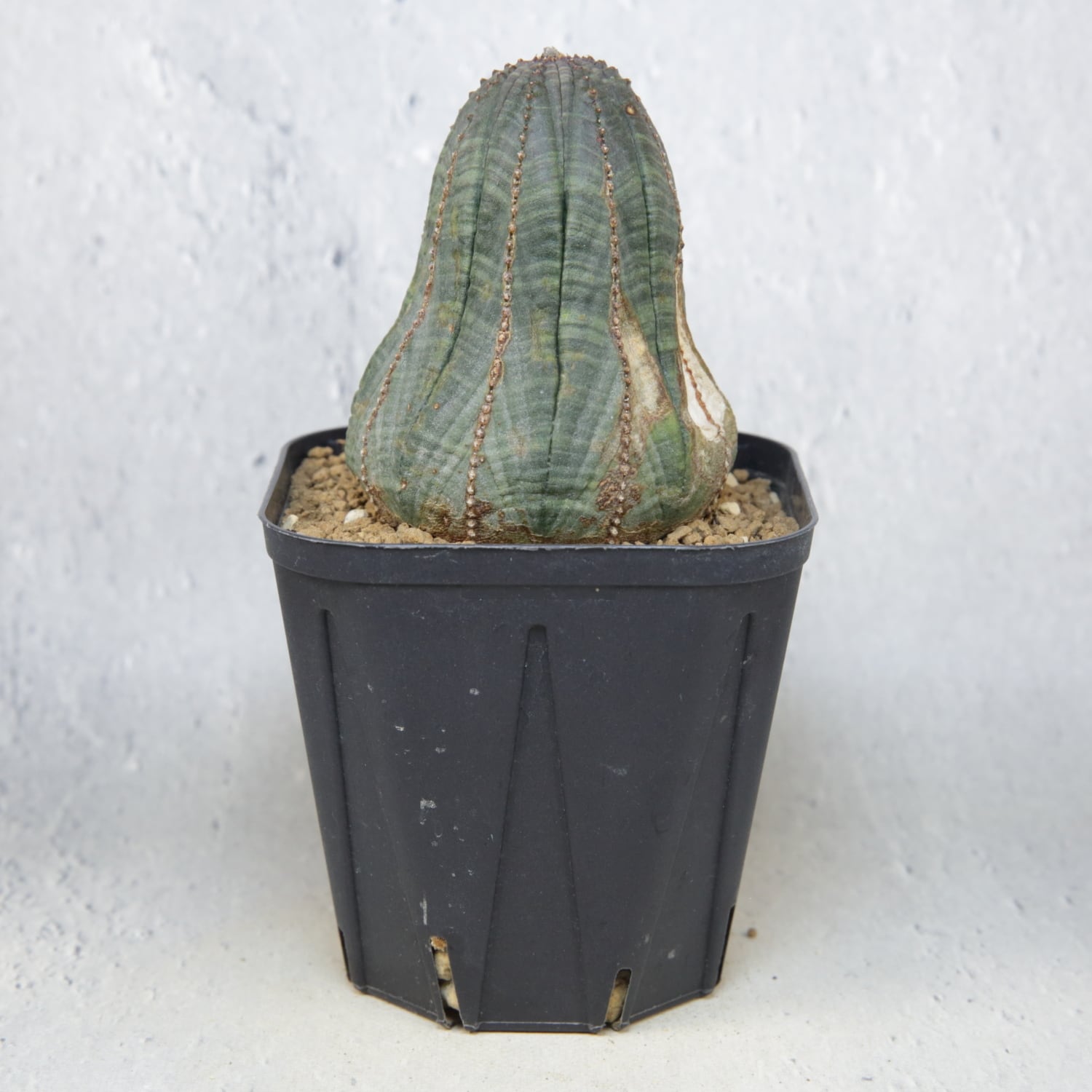 木質化 マウンテン オベサ / ユーフォルビア | LIGHTHOUSE.PLANTS