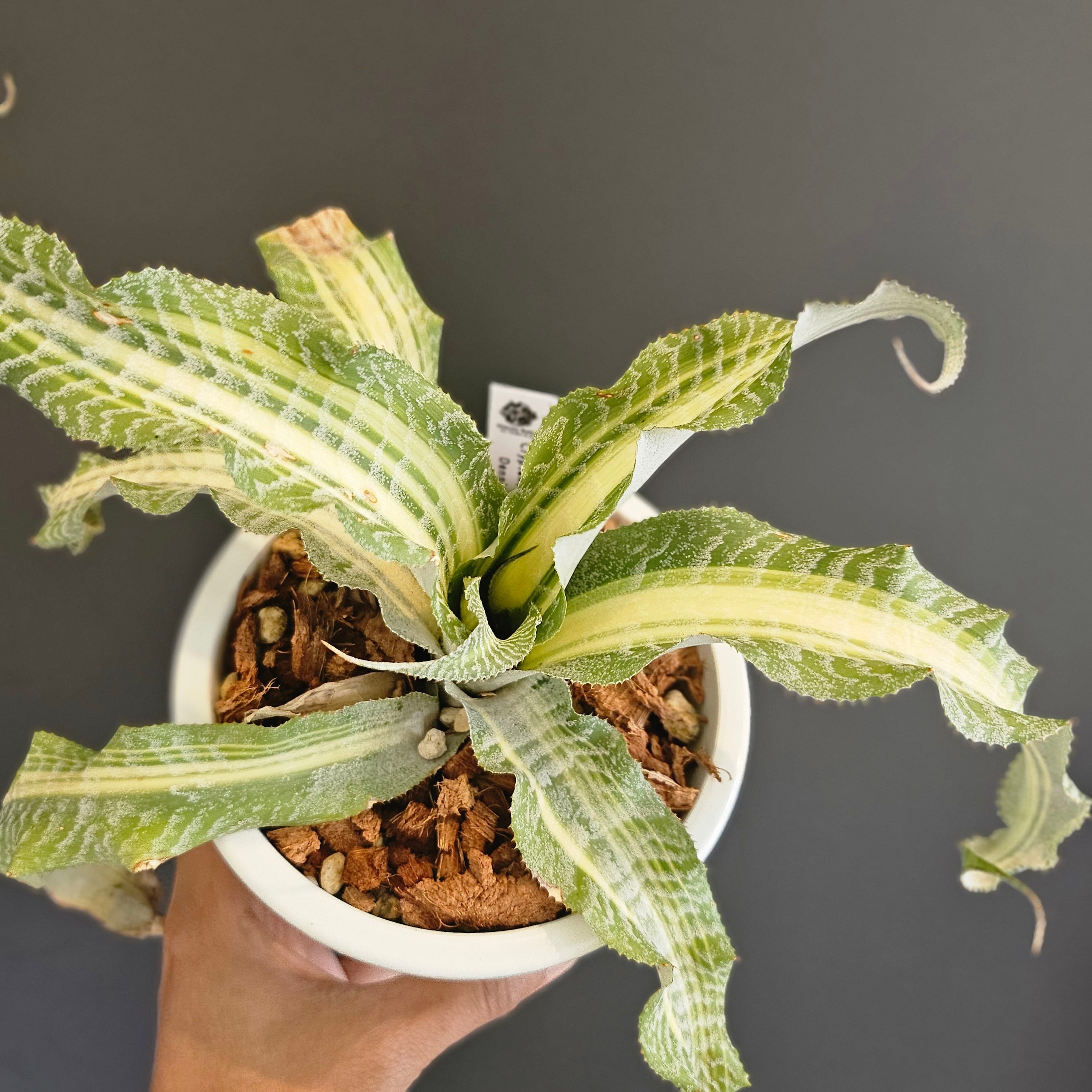 Cryptanthus Dennis Cathcart | Plants Baka